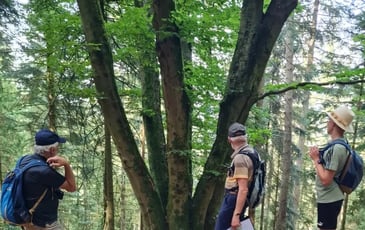 Découverte de l'histoire du Massif de l'Avison et de ses arbres remarquables